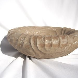 27. Operculum Large Marble - Image 7