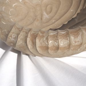 27. Operculum Large Marble - Image 4